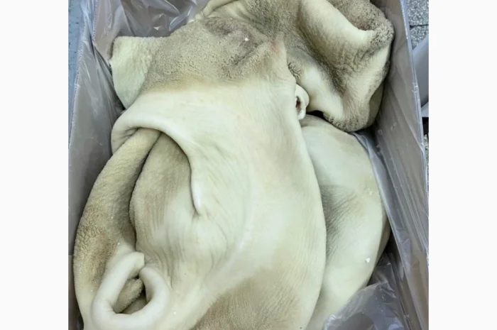 ПрАТ АГРО-ПРОДУКТ продает субпродукты яловичьи- фото № 6