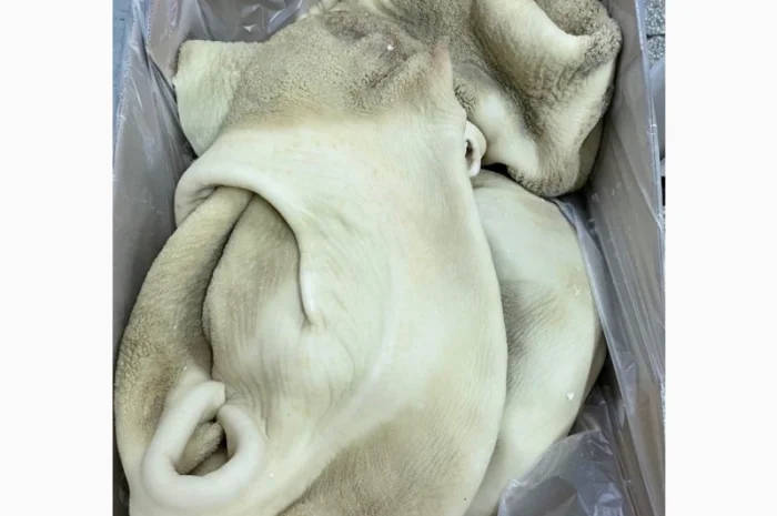 ПрАТ АГРО-ПРОДУКТ продає вуха, морди, рубець шпарений- фото № 6