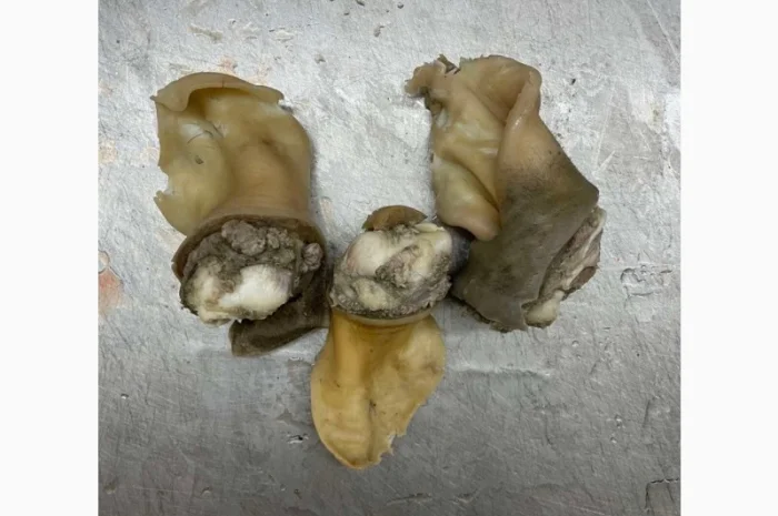 ПрАТ АГРО-ПРОДУКТ продає вуха, морди, рубець шпарений- фото № 7