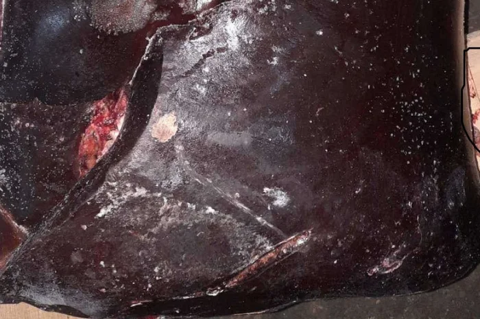 Продам свіжу печінку яловичу та свинну- фото № 1