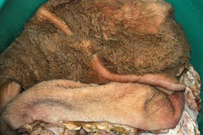 Продам рубец говяжий не чищенный- фото № 1