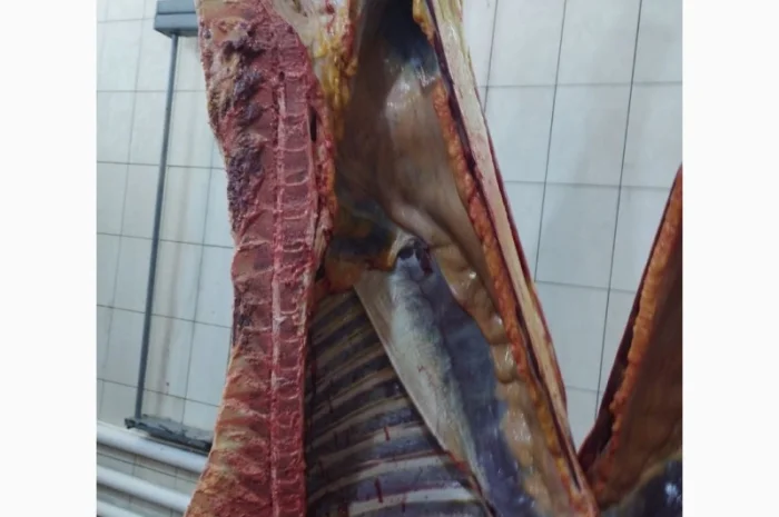 Продам Яловичина(корова, бик, кінь, телята)- фото № 1