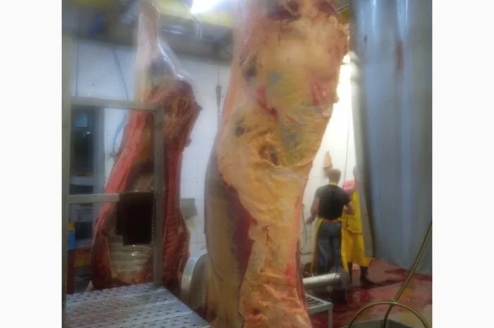 Продам Яловичина(корова, бик, кінь, телята)- фото № 2