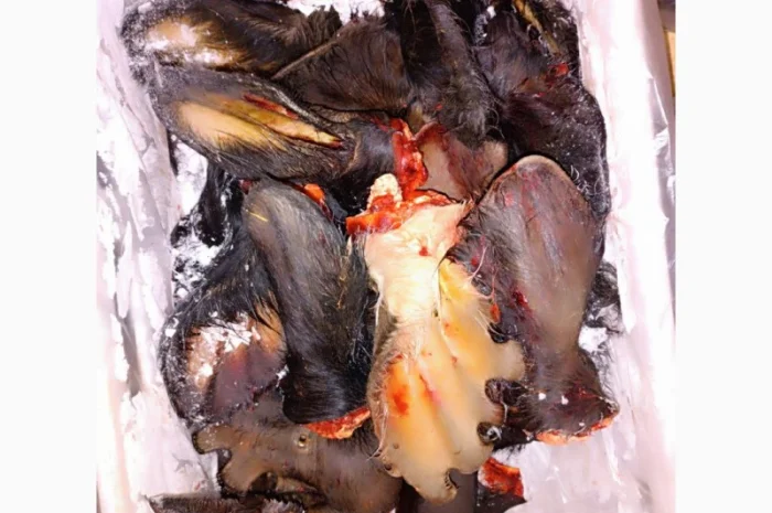 Продам говяжі субпродукти (рубец, вимя, вуха, губи, трахея і.)- фото № 2