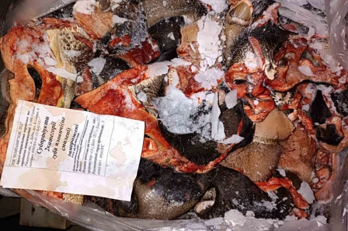 Продам говяжі субпродукти (рубец, вимя, вуха, губи, трахея і.)- фото № 3