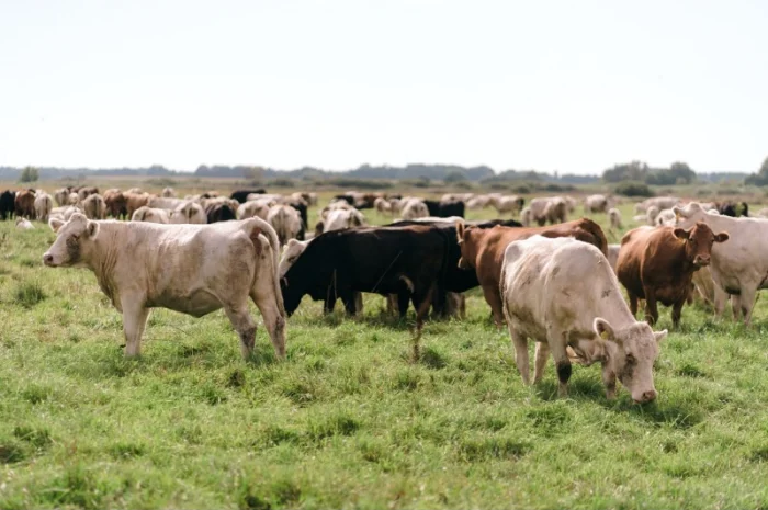 Бики м'ясних порід Ангус- фото № 1