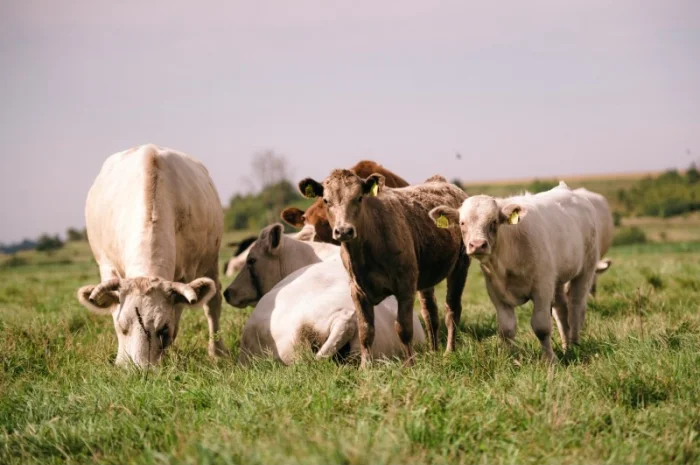 Бики м'ясних порід Ангус- фото № 2