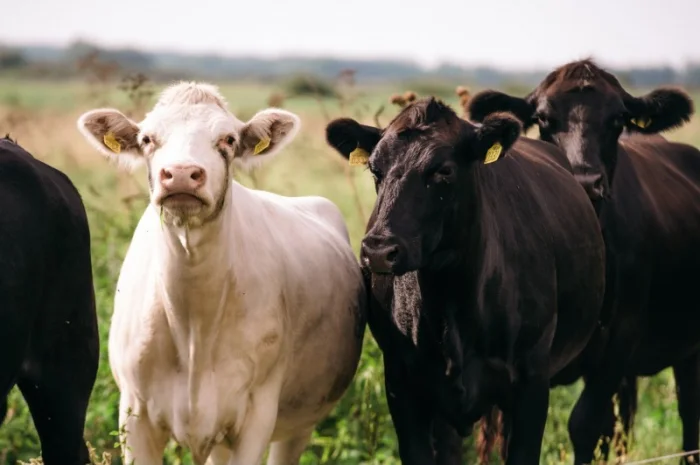 М'ясні корови АНГУС, ШАРОЛЕ, ЛІМУЗИН на забій- фото № 1