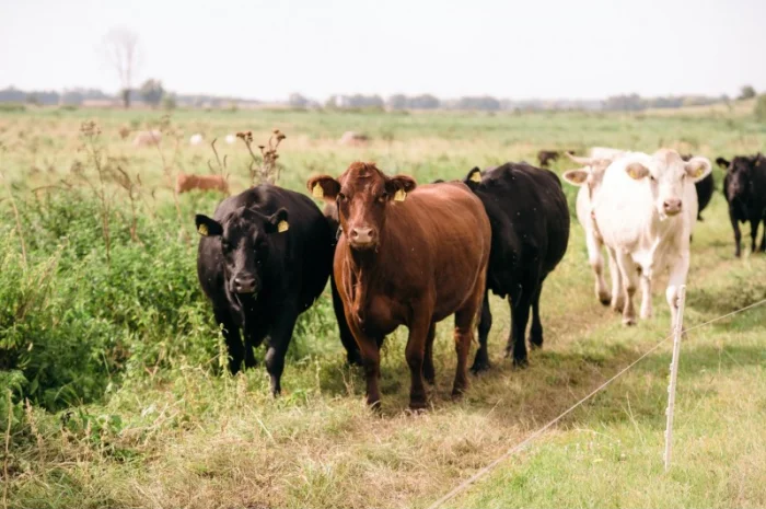 М'ясні корови АНГУС, ШАРОЛЕ, ЛІМУЗИН на забій- фото № 2