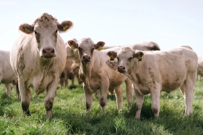 М'ясні корови АНГУС, ШАРОЛЕ, ЛІМУЗИН на забій- фото № 3