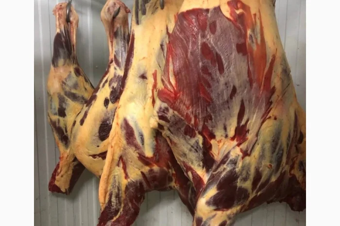 Конина, м'ясо конини, туші конини- фото № 1