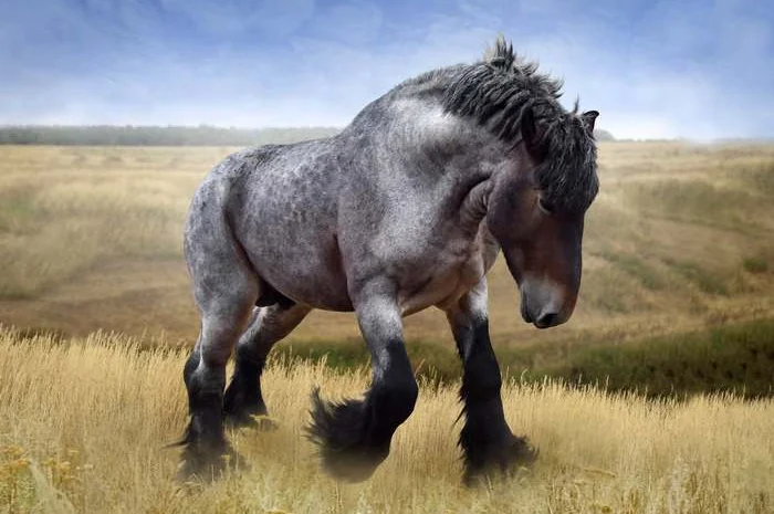 Продам лошадей на мясо живым весом- фото № 1