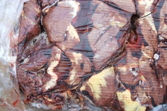 Сердце конское- фото № 1