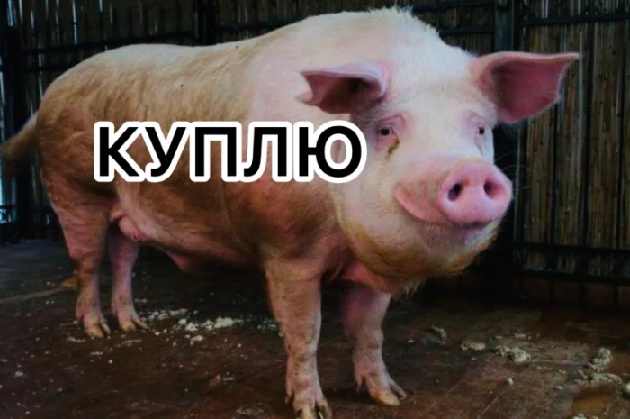 Куплю свиней на відгодівлю- фото № 1