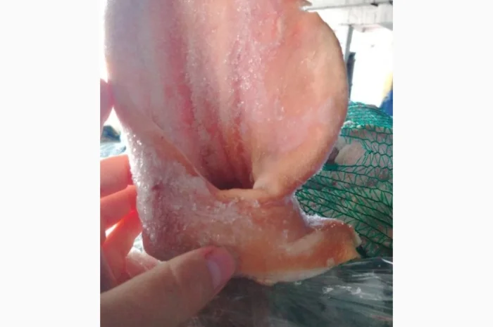 Продаются свиные уши по запросу- фото № 1