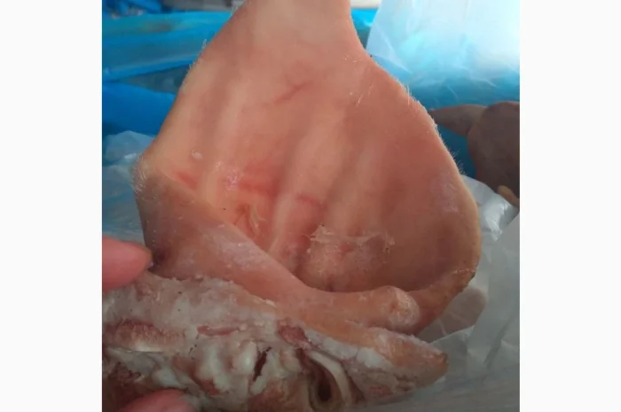 Продаются свиные уши по запросу- фото № 3