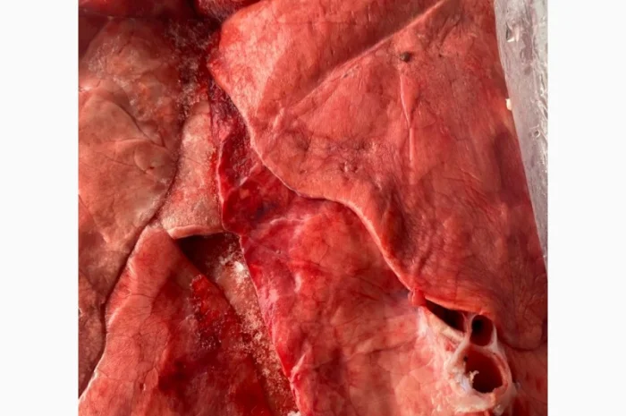 Продам свинні легені – за запитом- фото № 1