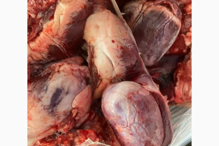 Продам свинне серце – за запитом- фото № 1