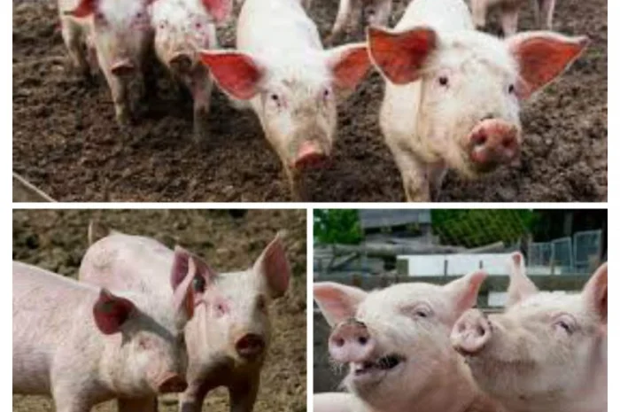 Свинина живым весом оптом и в розницу- фото № 1