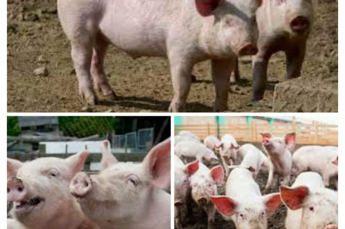 Свинина живою вагою від виробника- фото № 1