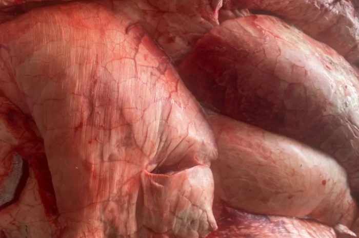 Пропонуються заморожені свинячі легені- фото № 1