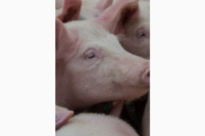 Продажа свиней высококачественного мяса- фото № 1