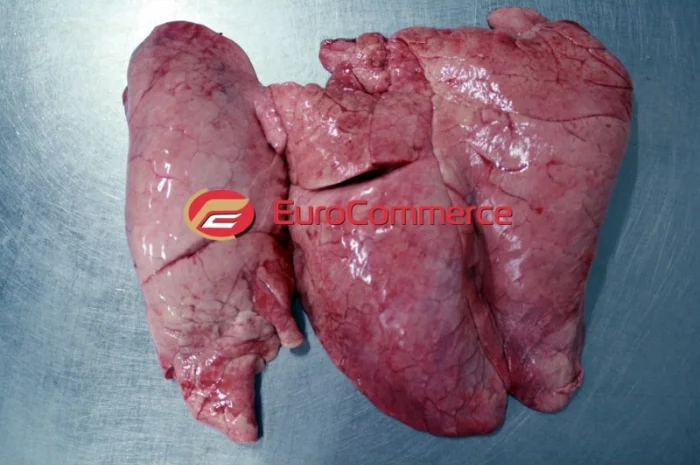 Продам свинячі легені / Продам легкие свиные- фото № 1