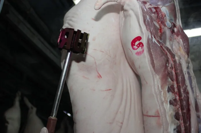 Свинина оптом від виробника – напівтуші, елементи та субпродукти- фото № 7