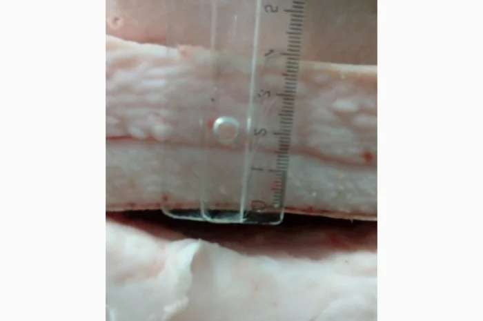 Продаем сало Иберийской свиньи 3+ и 4+ напрямую из Испании- фото № 1