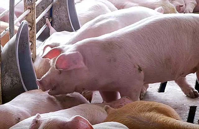 Свиньи живым весом Одесса- фото № 1