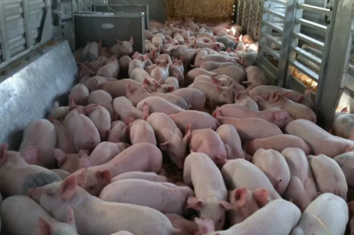 Полутуши свинины Одессе- фото № 1