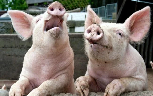 Мясо свинины Одесса- фото № 1