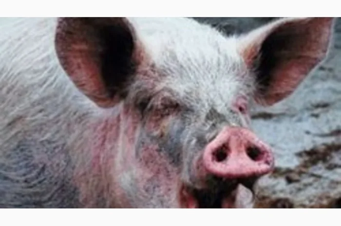 Мясо свинины Одесса заказать с доставкой- фото № 1