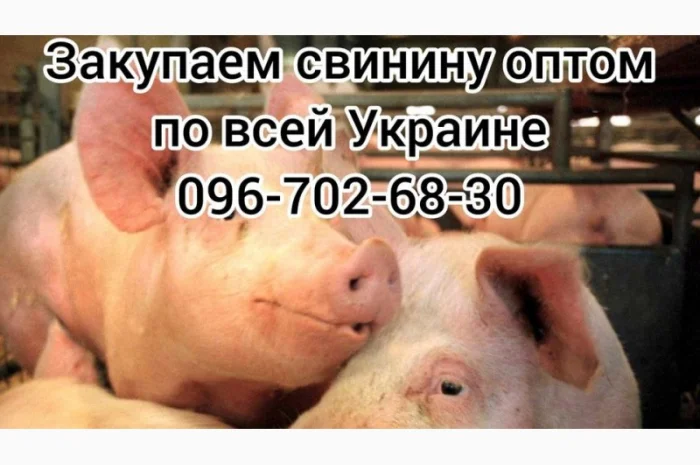 Свиньи живым весом цена- фото № 3