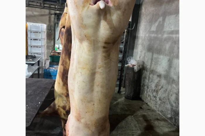 Свинина оптом в Одесі – продаж- фото № 1