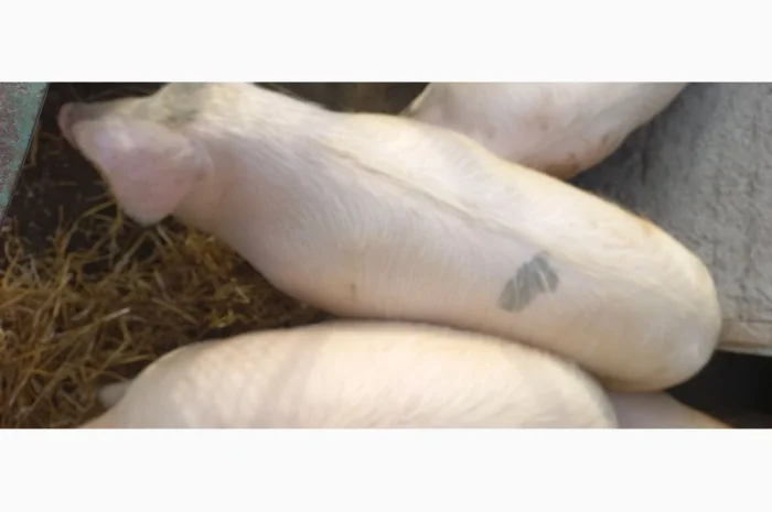 Продам свиней живою вагою (Полтавська обл.)- фото № 1