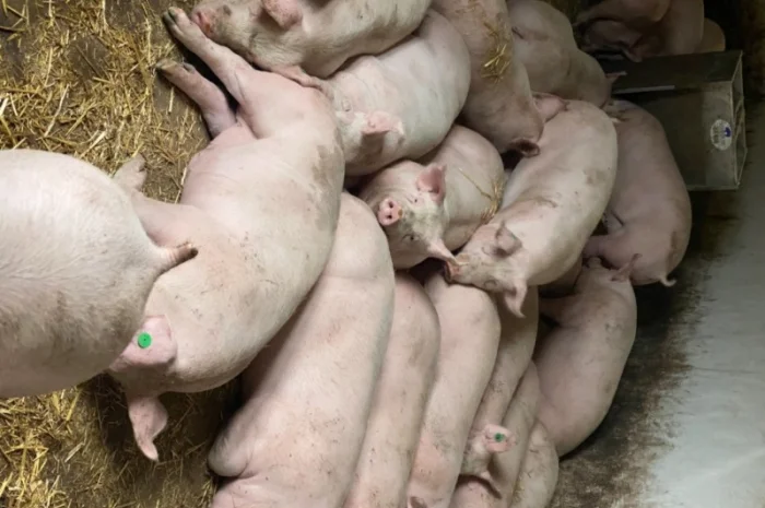 Продам свиней живым весом 105–120 кг- фото № 1