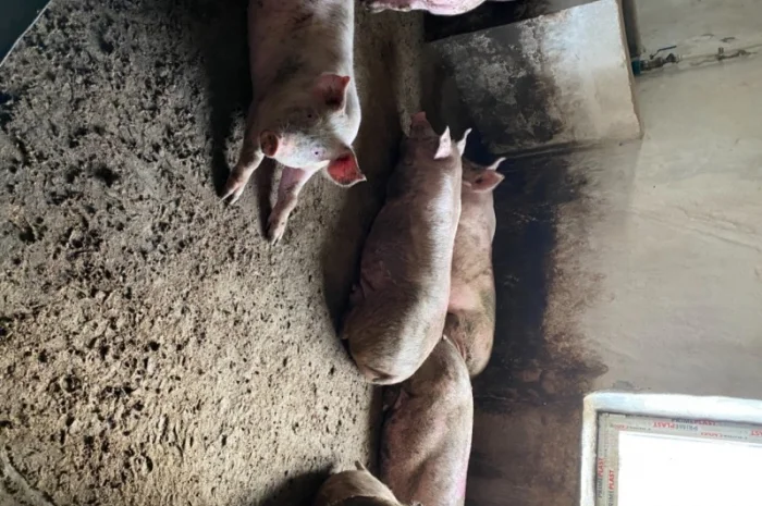 Продам свиней 130-140 кг- фото № 1