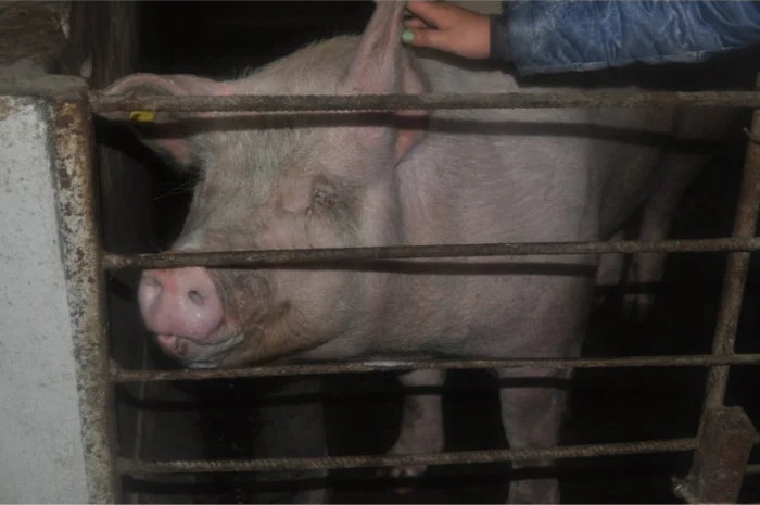 Продам свиней живым весом- фото № 1