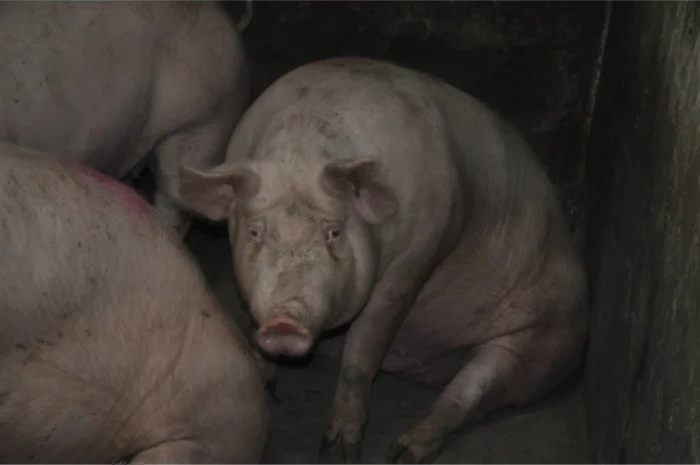 Продам свиней живым весом- фото № 2