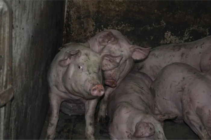 Продам свиней живым весом- фото № 3