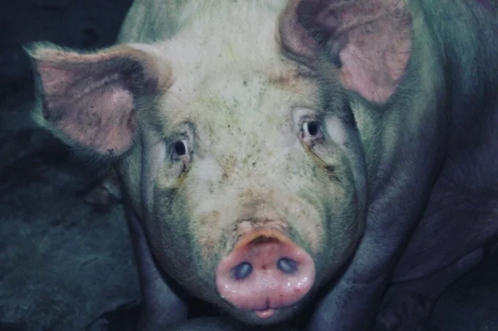 Продам свиней живым весом- фото № 4