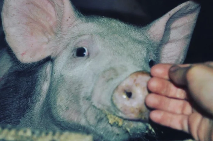 Продам свиней живым весом- фото № 5