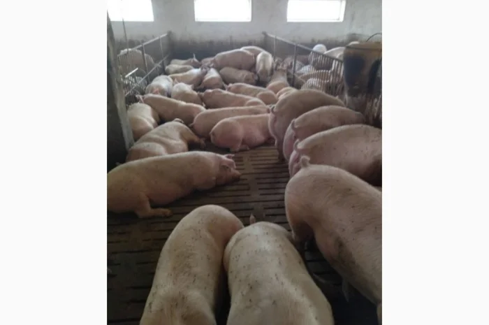 Реалізуємо свиней м’ясної породи від 150 кг- фото № 1