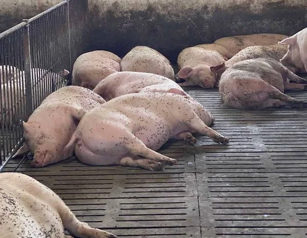 Реалізуємо свиней живою вагою від 190 кг- фото № 1