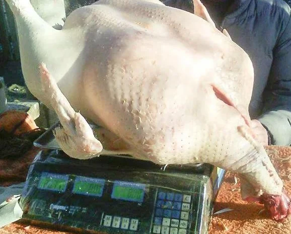 Мясо домашней индейки- фото № 1