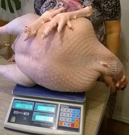 Мясо домашней индейки- фото № 2