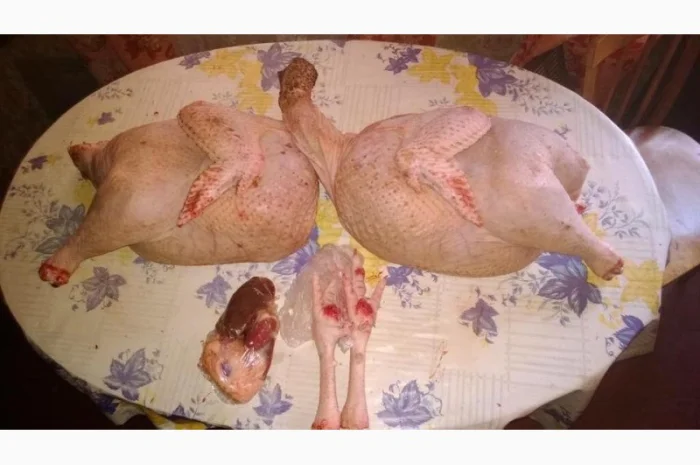 Продам мясо. Индейка, индюк, курица, утка, гусь, тапак, перепела- фото № 4