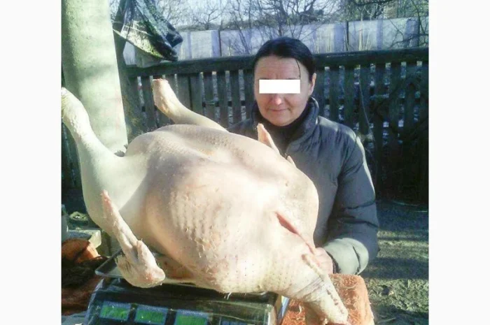 Продам мясо. Индейка, индюк, курица, утка, гусь, тапак, перепела- фото № 5