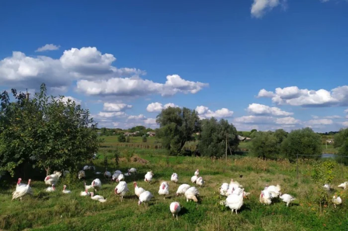 Індик домашній- фото № 6